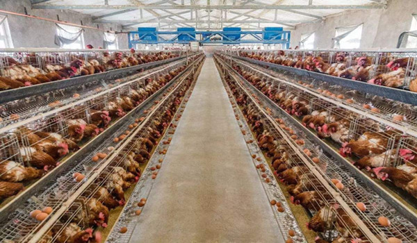 为什么养鸡场要采购柴油发电机组-养鸡场需要买多大功率的发电机组